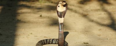 Image of the monocled cobra, a venomous cobra species.