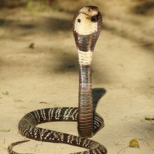 Image of the monocled cobra, a venomous cobra species.