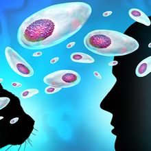 A cat head and human head are seen in profile against a blue background, white and purple Toxoplasma parasites pass between them.