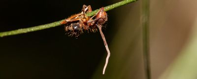 A reddish brown ant with a whitish fungal stalk growing out of it.