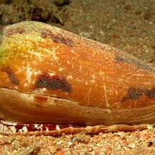 Image of a cone snail, Conus geographus underwater.