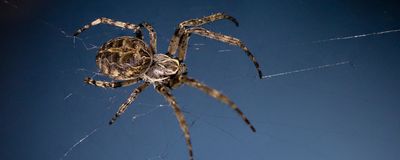 The Swedish bridge spider on a web over a blue background.