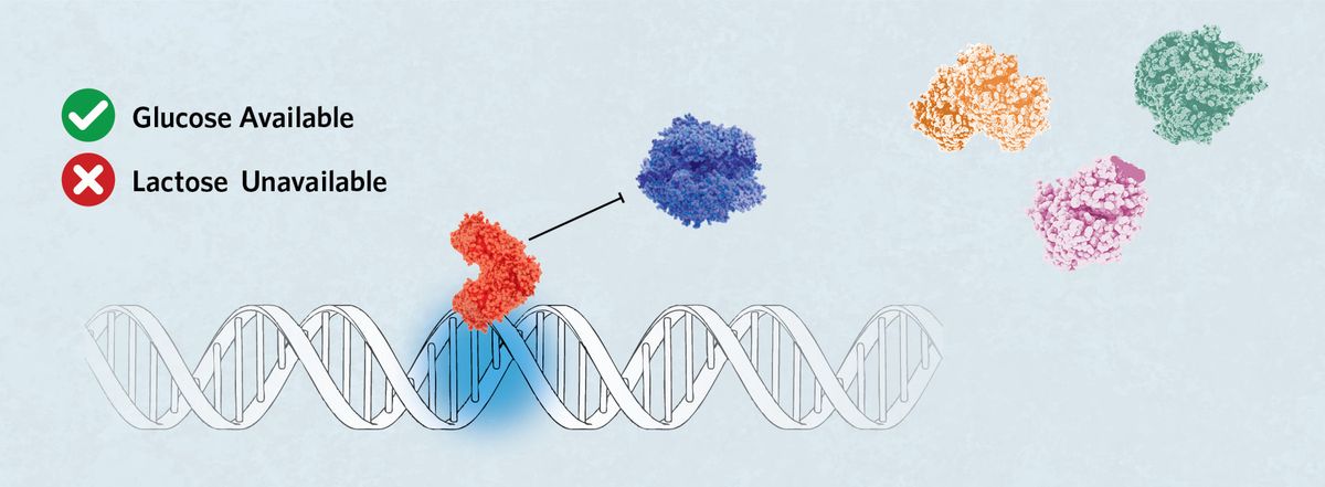 Glucose available, lactose unavailable. A segment of DNA showing Lac repressor bound to the blue operator region. RNA polymerase is inhibited from regular binding. Only a single beta-galactosidase, galactoside acetyltransferase, and lactose permease is shown.