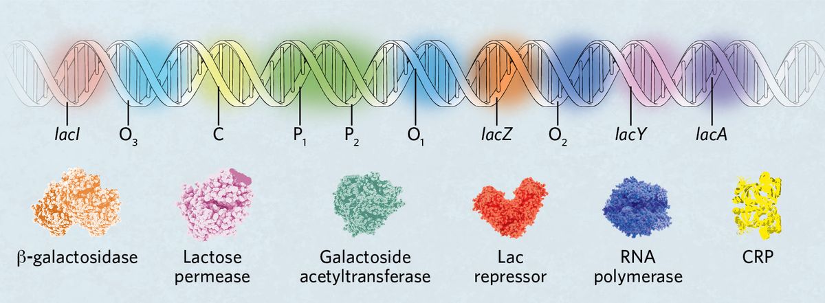 Top: A strand of DNA with the following segments from the lac operon highlighted: lacI (red), Operator 3 (blue), CRP binding site (C, yellow), Promoter 1 (green), Promoter 2 (green), Operator 1 (blue), lacZ (orange), Operator 2 (blue), lacY (pink), lacA (purple). Bottom: Proteins of the lac operon: beta-galactosidase (orange), lactose permease (pink), galactoside acetyltransferase (green), Lac repressor (red), RNA polymerase (blue), cAMP receptor protein, CRP (yellow).