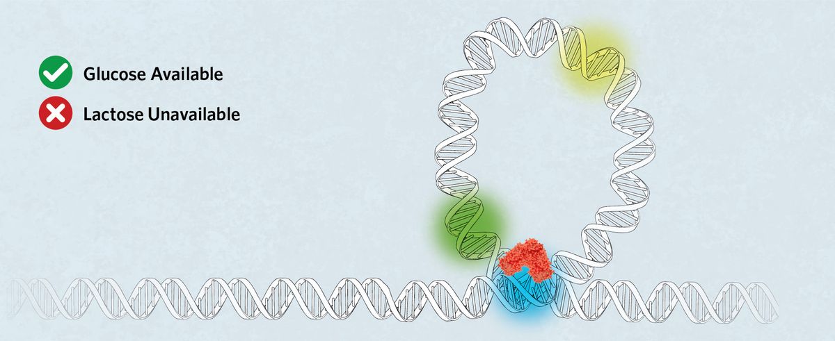 Glucose Available, lactose unavailable. A segment of DNA with the DNA looped. Lac repressor is attached to two operator sites, preventing any RNA polymerase binding or lac operon gene expression.