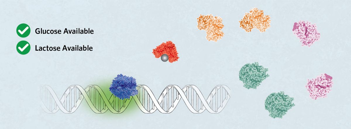 Glucose available, lactose available. A segment of DNA with RNA polymerase bound to Promoter 2. Allolactose binds Lac repressor. Two of each of the lac operon gene proteins are shown.