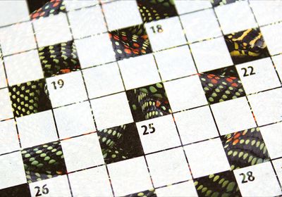 A black snake encircled with pattens of red and yellow spots, curled up against a black background.