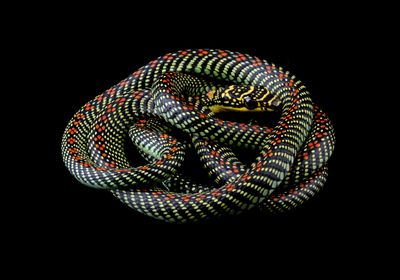 A black snake encircled with pattens of red and yellow spots, curled up against a black background.