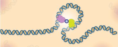 A pink and yellow protein held together by a gray circle pulls a piece of blue DNA into a loop.