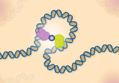 A pink and yellow protein held together by a gray circle pull a piece of blue DNA into a loop.