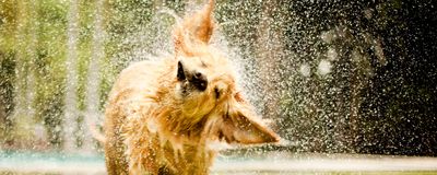 A golden retriever shakes off water on a sunny lawn.