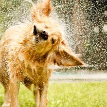 A golden retriever shakes off water on a sunny lawn.