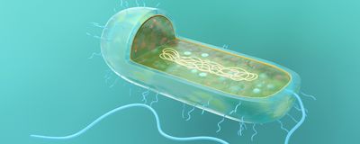 3D cartoon of a blue and green prokaryote on a teal background. Part of the cell is cutaway to reveal its circular chromosome.