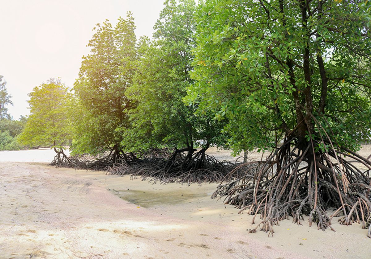 Mangroves on the coast of the Andaman Sea, Thailand.