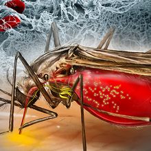 Illustration of a mosquito ingesting blood with bright green circles representing parasites entering its abdomen with the blood. A depiction of a white blood clot with red blood cells makes up the background.