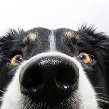 Close up view of a border collie&rsquo;s nose on a white background.