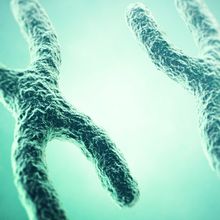 A 3D scientific illustration of two X chromosomes