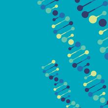 Graphic of three double-stranded DNA helices with bases colored yellow, light green, blue, and dark blue