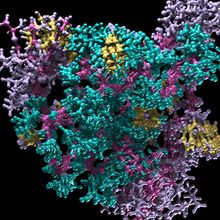 Advancing Protein Analysis with Capillary-Based Western Blotting