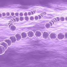 An illustration of the bacterial pathogen&nbsp;<em data-renderer-mark="true" >Streptococcus pyogenes</em>.