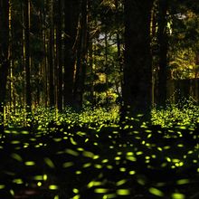 Fireflies glowing in a dark forest provide a captivating example of the luciferase-catalyzed bioluminescent reaction, which has been harnessed as a powerful research tool.