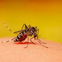 Mosquito with red abdomen and white stripes on human skin