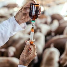 Vet giving vaccines to pigs