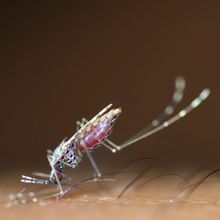 close-up of a mosquito on human skin