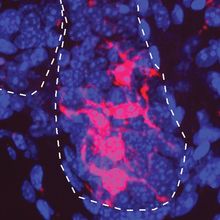 Melanocyte stem cells are shown in red and other cell nuclei are shown in blue.