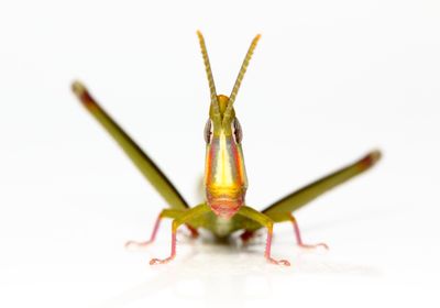 front view of a green grasshopper with a white and orange face.