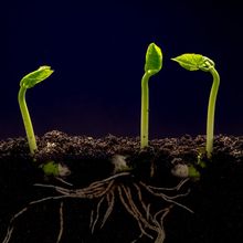 Soybeans growing against a black background.