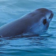 A female juvenile vaquitas, photographed in 2017.