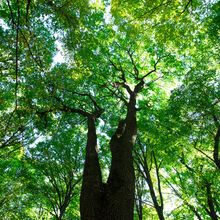 A big tree in a forest