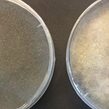 Two agar plates are shown. The one on the left shows black sporulating fungi, while the one on the right has white fungi reproducing without spores.&nbsp;