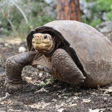 Fernanda, a Fernandina giant tortoise (<em>Chelonoidis phantasticus</em>), was identified in 2019, decades after her species supposedly went extinct.