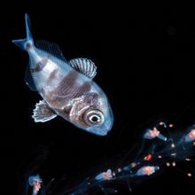 The man-of-war fish (Nomeus gronovii), a species of medusafish, near the tentacles of a siphonophore.