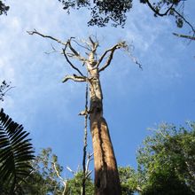 An image of a pale, dead tree taken from the ground, so that the tree limbs stretch up into the sky.&nbsp;