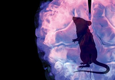 Mouse silhouette in a brain image