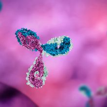 A Y-shaped pink, blue, and light green antibody is in focus on a background of blurred pink and purple color, with other antibodies out of focus in the background.