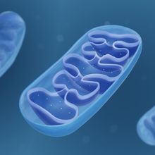 Cross-section of a blue and purple mitochondrion.