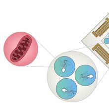 Image from infographic showing how ultrasound waves improved motility in sperm.