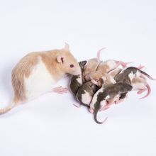 A white and tan mother rat watches over several rat pups.&nbsp;