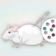 Illustration showing mouse being injected with AAV mixture