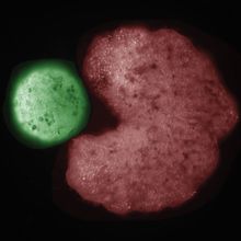 Stem cells are compressed into a ball (green) by a C-shaped biobot (red).