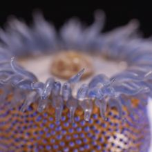 Glass-blown and sculpted model of the sea anemone (<em>Phymactis florida</em>)