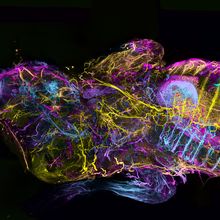 The mouse peripheral nervous system with nerve cells farther away from the camera represented in yellow and pink, while nerves closer to the camera are shown in blue tones.