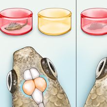 (Left) The optic lobes are thought to be involved in visual processing. In this study, researchers found that guppies with larger optic lobes more quickly learned a visual discrimination task&mdash;identifying which color well contained food. (Right) The fish telencephalon is thought to be involved in spatial learning, memory, and inhibitory control. Here, the researchers found that a larger telencephalon might enhance the fish&rsquo;s cognitive flexibility, allowing them to more quickly associate food with a new color after the researchers switched it.