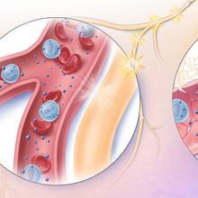 Illustration comparing neural pathway and the humoral pathway