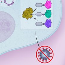 Infographic about SLiMs in SARS-CoV-2 Infection