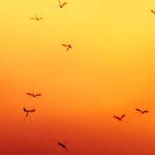 Mosquitos flying at sunset